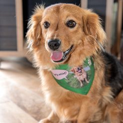 Bandana pour chien blanc avec fermeture velcro 4