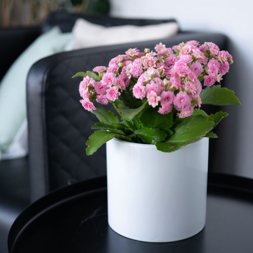Pot de fleurs en céramique blanche – Image 2